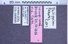Etikette zu Campsosternus eschscholtzi (Hope, 1843) (NHMW-ZOO-COL-0008264)